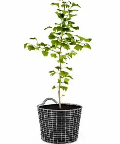 New ???? Korbo Bin 16 Wire Basket, Acid Proof Stainless Steel ✨ 4 New ???? Korbo Bin 16 Wire Basket, Acid Proof Stainless Steel ✨ -Muuto Shop Bin 16 acid proof stainless tree