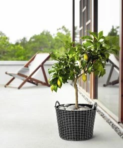 Buy ???? Korbo Classic 50 Wire Basket, Acid Proof Stainless Steel ???? -Muuto Shop Classic24plantingbag Lemontree EDIT2 S