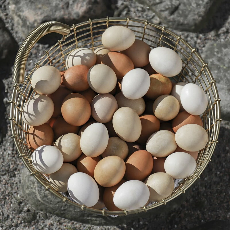 Bin 16 wire basket, brass New ✨ Korbo Bin 16 Wire Basket, Brass ???? -Muuto Shop Easter Egg Bin 16 Brass 2